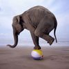 elephant-balance.jpg