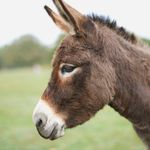Profile (RichieN17)